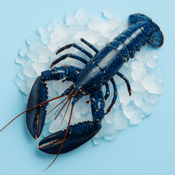 homard bleu